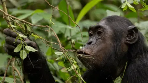 Wild Chimps Ingesting a Daily Dose of a Beer Each Day from Ripe Fruit, Investigation Shows
