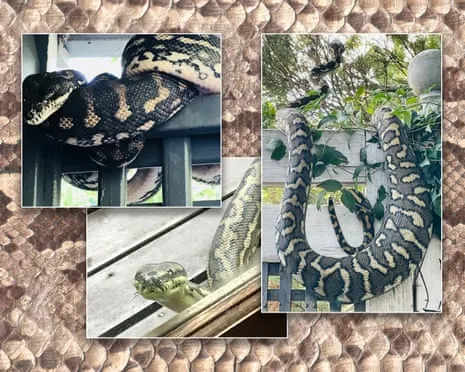 Embracing my Reptiles in the Overhead Space: A Journey from Dread to Respect